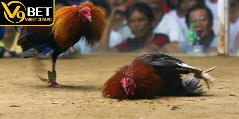 Giao diện phát sóng full HD, tương thích mọi thiết bị