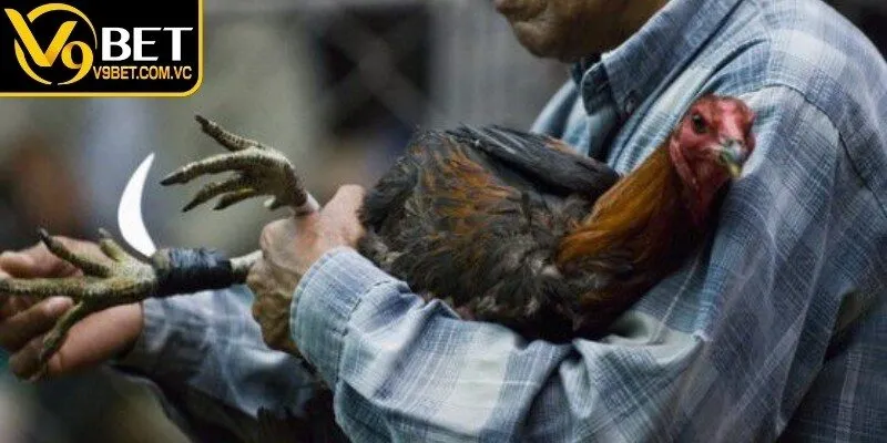 Tổng quan về đá gà cựa dao