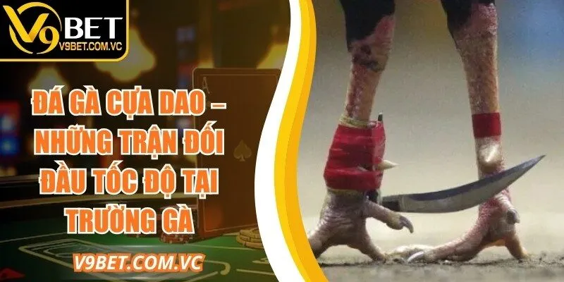 Đá Gà Cựa Dao – Những Trận Đối Đầu Tốc Độ Tại Trường Gà